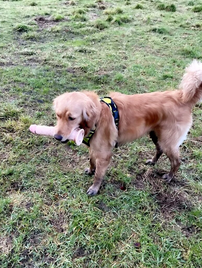Ahsoka'nın sahibi, öğeyle birlikte geri döndüğünde 'beş dakika boyunca' gülmeye bırakıldı (SWNS)