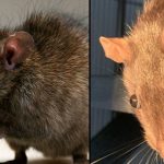 People are horrified after seeing close-up photo of a rat’s eye