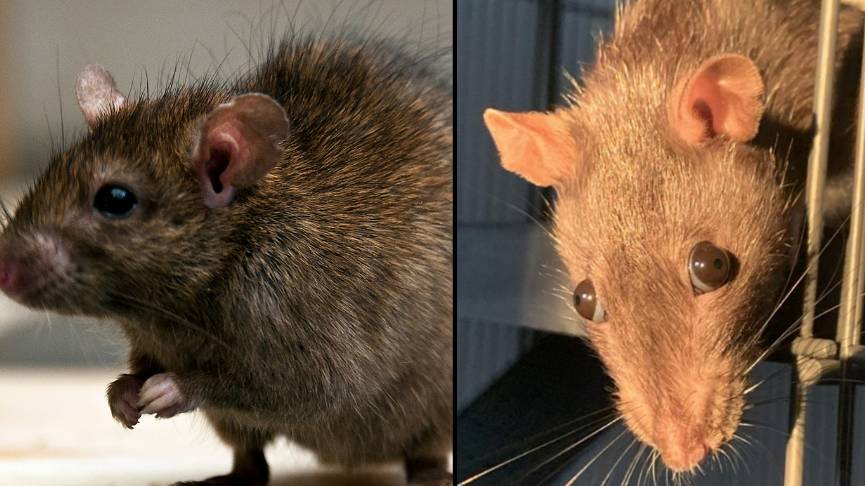 People are horrified after seeing close-up photo of a rat’s eye